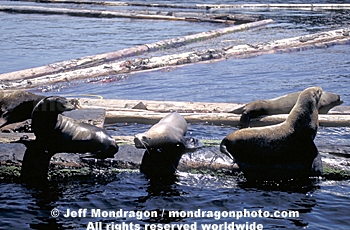 Steller Sea Lions