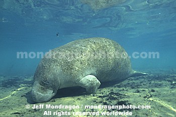 West Indian Manatee