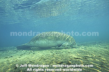 West Indian Manatee