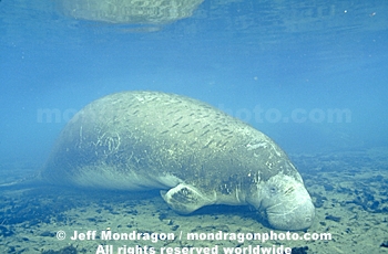 West Indian Manatee