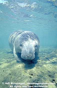 West Indian Manatee