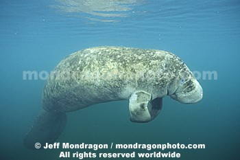 West Indian Manatee