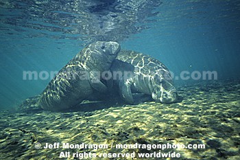 West Indian Manatee