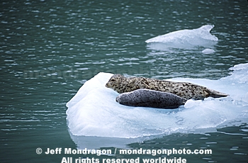 Harbor Seals on Iceberg