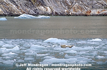 Harbor Seal on Iceberg