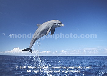 Bottlenose Dolphin