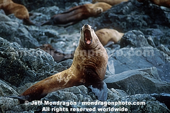 Steller Sea Lion