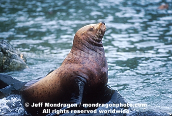 Steller Sea Lion