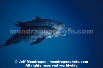 Spotted Dolphins