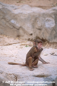 Baby Hamadryas Baboons