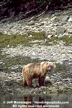 Brown/Grizzly Bear