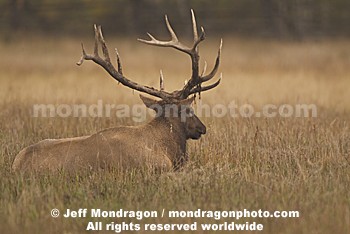 Bull Elk