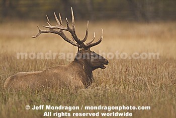 Bull Elk