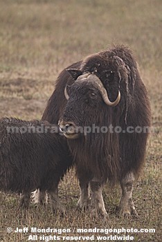 Musk Ox