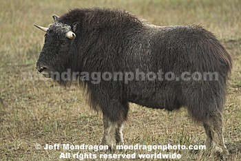 Musk Ox