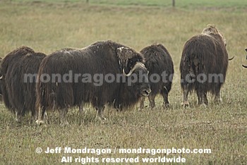 Musk Ox