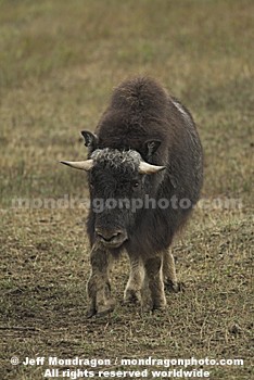 Musk Ox