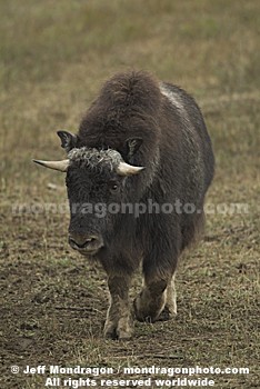 Musk Ox