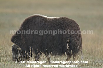 Musk Ox