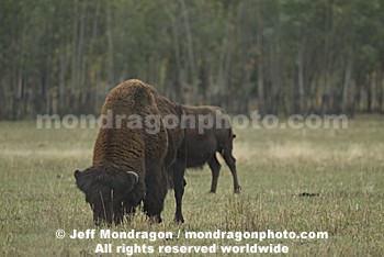 Wood Bison