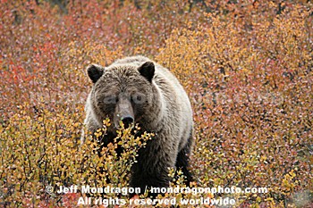 Grizzly Bear