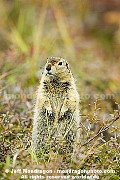 Arctic Ground Squirrel