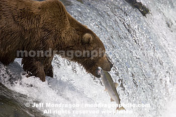 Brown (Grizzly) Bear