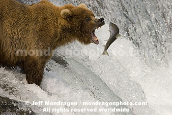 Brown (Grizzly) Bear