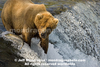 Brown (Grizzly) Bear