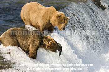 Brown (Grizzly) Bears