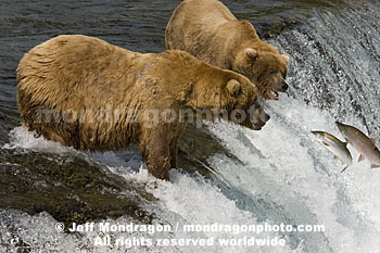Brown (Grizzly) Bears