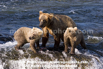 Brown (Grizzly) Bear Sow