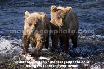 Brown (Grizzly) Bear Cubs