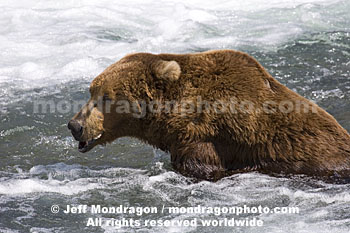 Brown (Grizzly) Bear