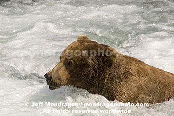 Brown (Grizzly) Bear