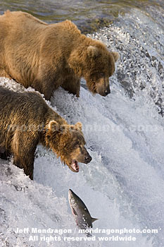 Brown (Grizzly) Bears