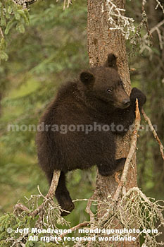 Brown (Grizzly) Bear Cub