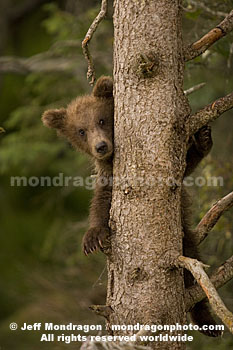 Brown (Grizzly) Bear Cub