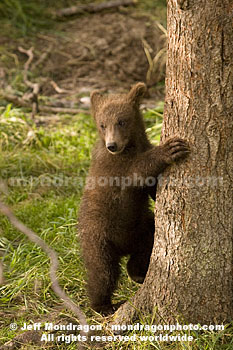 Brown (Grizzly) Bear Cub