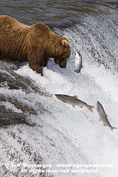 Brown (Grizzly) Bear