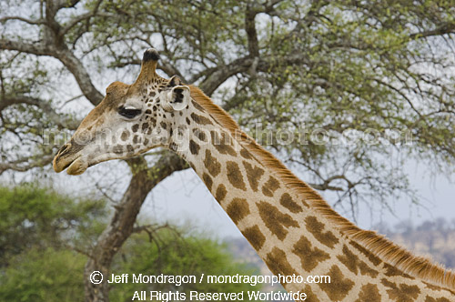 Masai Giraffe