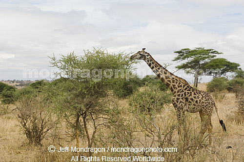 Masai Giraffe