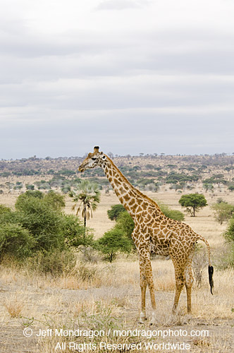 Masai Giraffe