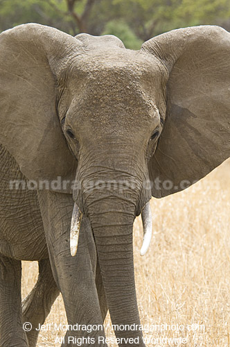 African elephant