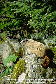 Hoary Marmot