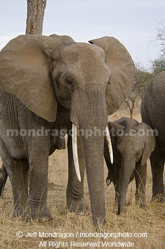 African elephants