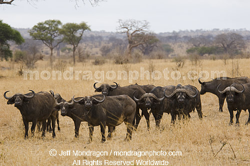 African Buffalo or Cape Buffalo 