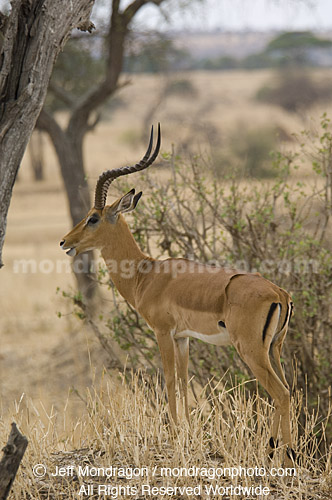 Impala