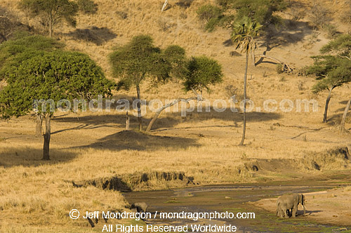 African elephants