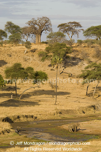 African elephants